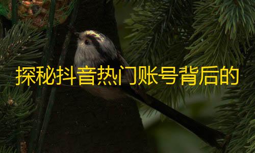 探秘抖音热门账号背后的精细化运营策略